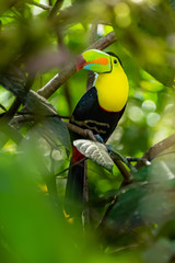 Ramphastos sulfuratus, Keel-billed toucan The bird is perched on the branch in nice wildlife natural environment of Costa Rica