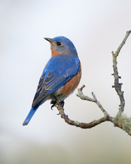 Eastern Bluebird on Branch