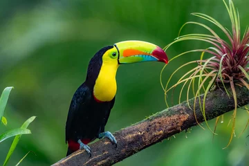 Crédence de cuisine en verre imprimé Toucan Ramphastos sulfuratus, toucan à la quille L& 39 oiseau est perché sur la branche dans l& 39 environnement naturel de la faune agréable du Costa Rica