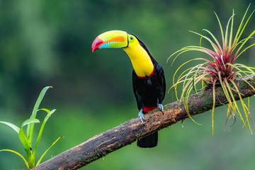 Ramphastos sulfuratus, Keel-billed toucan The bird is perched on the branch in nice wildlife natural environment of Costa Rica