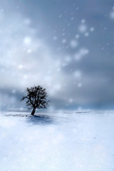Winter. Alone tree. Blue white nature background.
