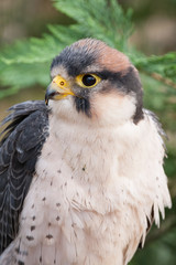 Lanner Falcon