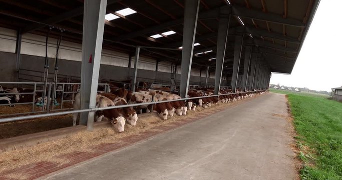 Landwirtschaft - Rindermast,   12sekündiges 4K Video von jungen Fressern für die spätere Bullenmast