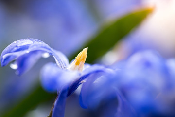 Fototapeta na wymiar Macro photograph of a little blue flower with yellow tip.