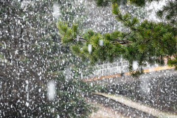 Pine tree with heavy snowfall in the background.