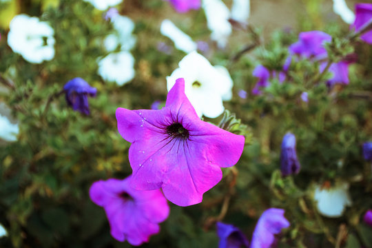 flowerbed of pitunia flowers in different shades. Gardening concept. Template for design. Copy space.
