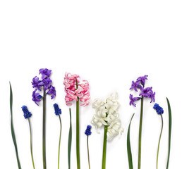Beautiful flowers hyacinths and flowers muscari on white background with space for text. Top view, flat lay. Decoration of Women's Day or Mother's Day
