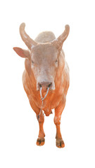 Cows Standing on a white background    Clipping Path  