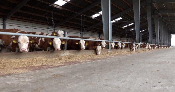 Landwirtschaft - Rindermast,  30sekündiges 4K Video von jungen Fressern für die spätere Bullenmast