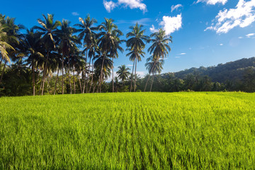 Beautiful landscape of green rice field plantation with palms, blue sky