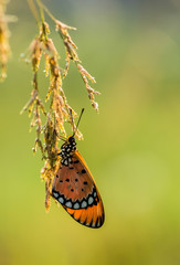 Fototapeta premium butterfly on a flower