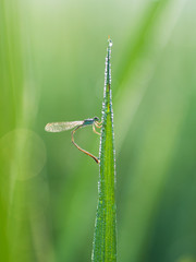 dragonfly on a blade of grass