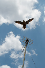 bird in flight