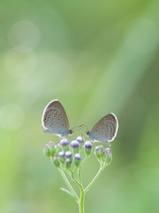 butterfly on flower