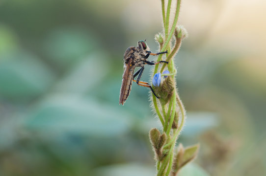 fly on leaf