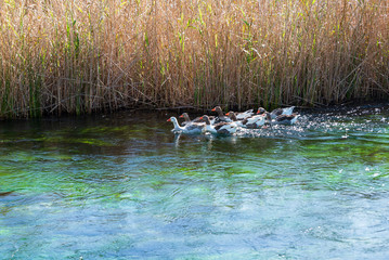 duck family swims in the river