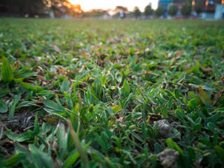 Close up green grass field with blur park background
