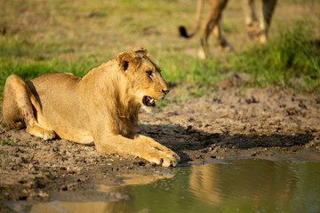 A pride of lions on patrol down the road