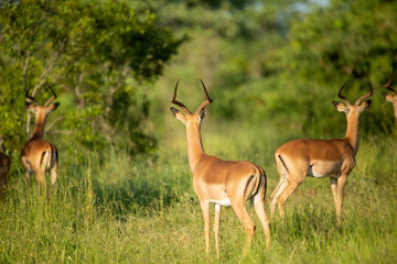 Alert impala after having a pride of lions walk past.
