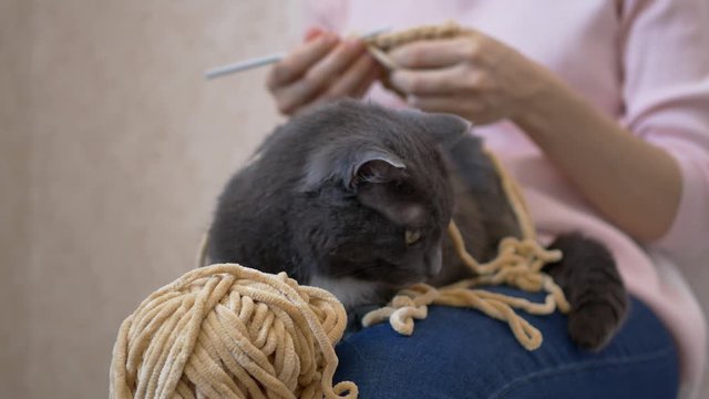 A gray cat lies on the girl&rsquo;s lap, prevents her from crocheting