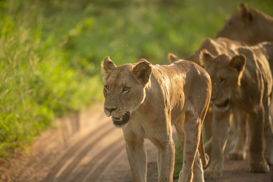 A pride of lions on patrol down the road