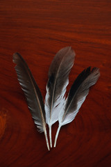 The feathers on wooden floor