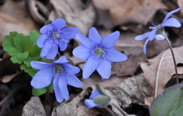 In spring, the liverwort (Hepatica nobilis) blooms in nature.
