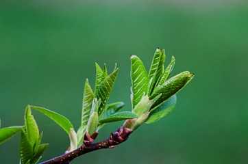 willow branch in the spring for holidays or with leaves