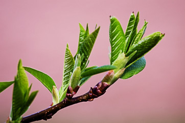 willow branch in the spring for holidays or with leaves