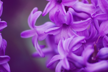 Wonderful hyacinth flowers bloom outdoors in spring on a sunny day