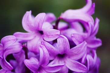 Wonderful hyacinth flowers bloom outdoors in spring on a sunny day