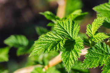 Abstraction growing green leaves on a light background outdoors