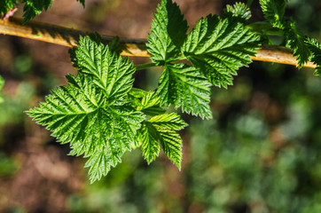 Abstraction growing green leaves on a light background outdoors