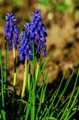 Little spring blue Muscari flowers bloom outdoors
