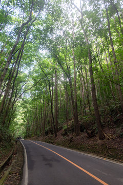 Mahogany Man-Made Forest in Bilar, Bohol, Philippines. Trees along the road