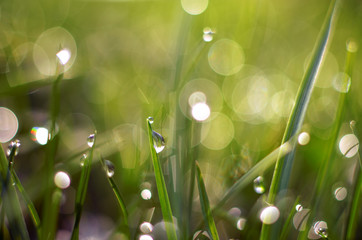 Little drops of dew on the grass and a beautiful bokeh on a background