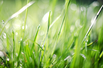 Little drops of dew on the grass and a beautiful bokeh on a background