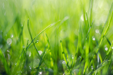 Little drops of dew on the grass and a beautiful bokeh on a background