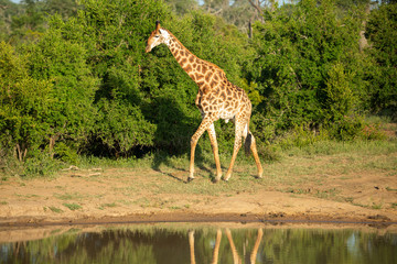 A journey of giraffe around a watering hole in the beautiful early morning light