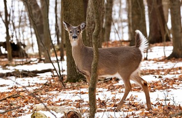 Obraz premium White tailed deer, doe and fawn near city park in Wisconsin