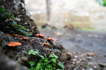 Tropischer Baumpilz in Belize