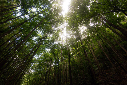 Mahogany Forest in Bilar, Bohol, Philippines. Sun rays shine through canopy
