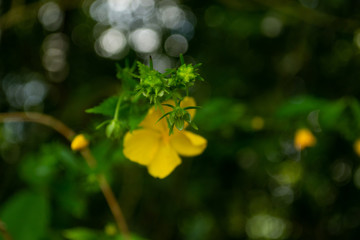 Close up of small yellow flower with bokeh effect