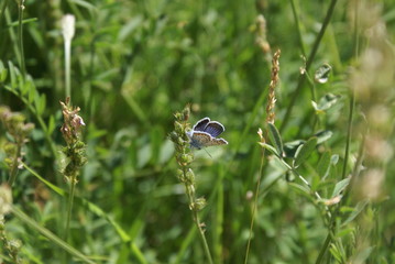 butterfly on a flower