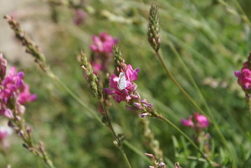 flowers in the garden