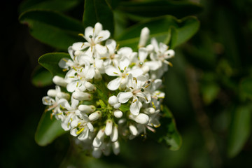 Close-up of branch with small white flowers