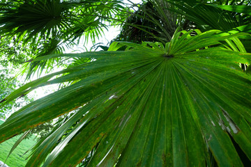 Naklejka na ściany i meble Pflanze im tropischen Regenwald