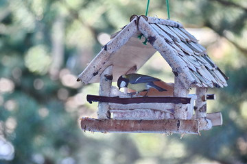 Bird feeders. Made by hands. Woodwork. Help wildlife.