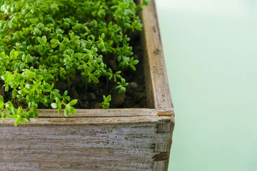 Green sprouts of salad watercress in a wooden box on the windowsill at home in Ukraine. Hobby of growing plants. Copy space.