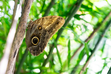Schmetterling in den Tropen